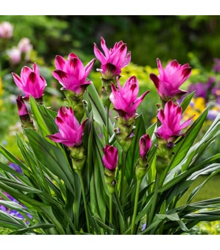 Amazon.com : Hawaiian Pink Ginger Plant Root - 1 Pk - 2 Roots pp